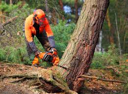 Why Choose Our Tree Removal Services in Mather, CA?