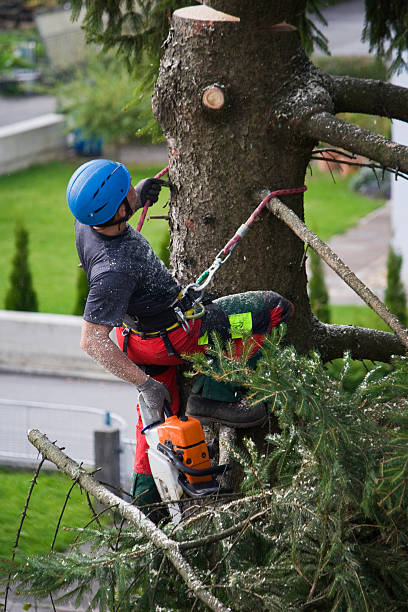 Professional  Tree Services in Mather, CA