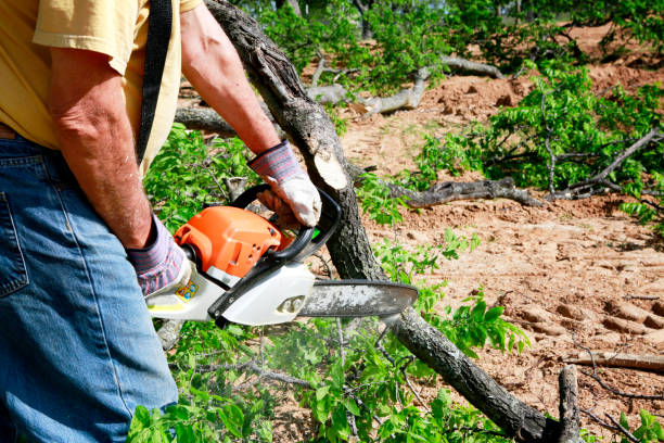 Best Hazardous Tree Removal  in Mather, CA